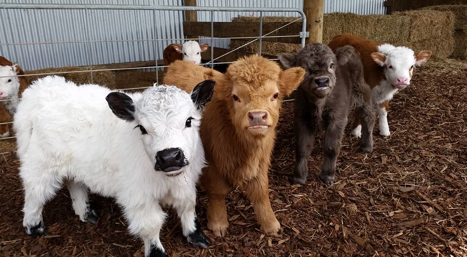 highland cattle calf