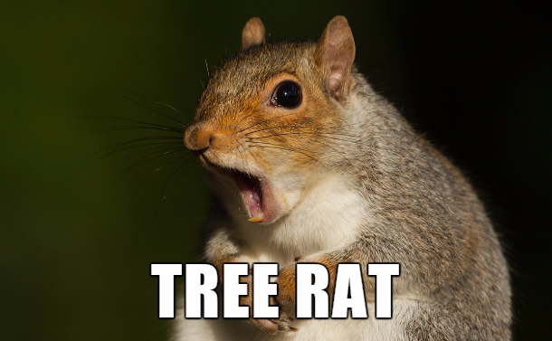 eat squirrel - Tree Rat
