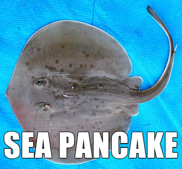 alternative animal names - Sea Pancake