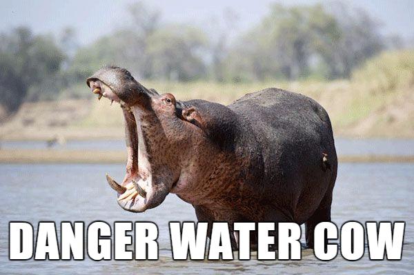 funny names for animals meme - Danger Water Cow