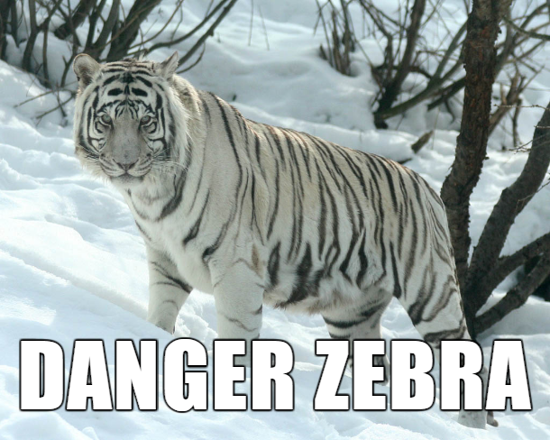 proper animal names - Danger Zebra