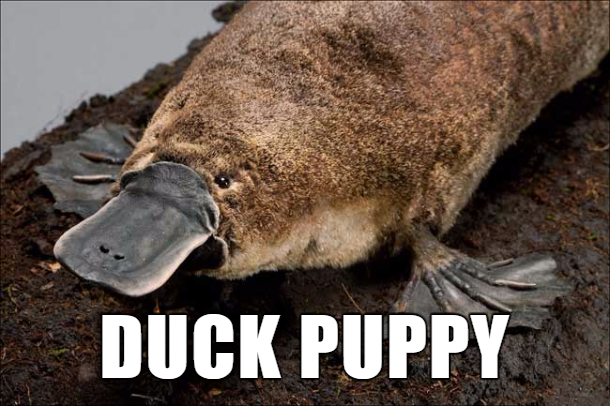 funny platypus - Duck Puppy