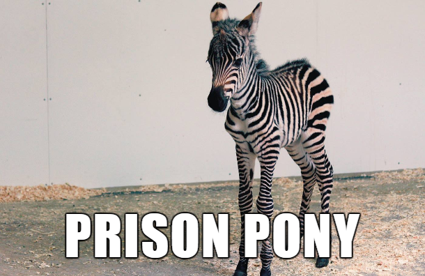 prison pony - N Prison Pony