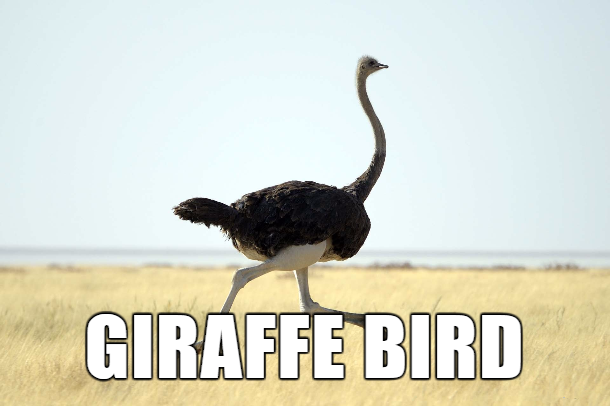 ostrich - Giraffe Bird