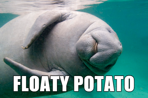 funny names for animals - Floaty Potato