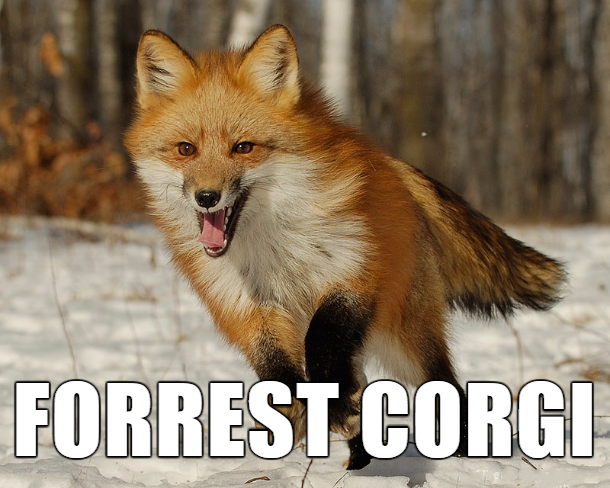 funny names for animals - Forrest Corgi