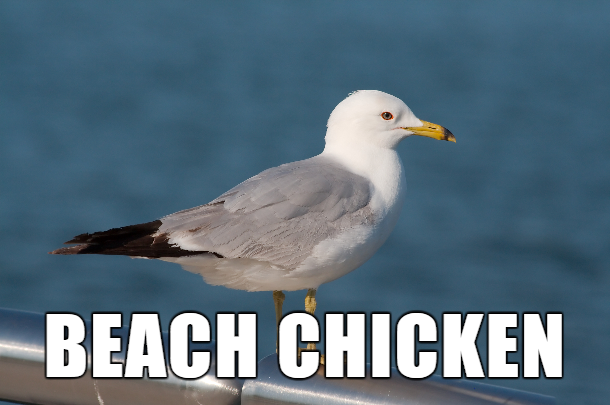 es vedra island - Beach Chicken