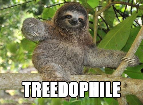 sloths habitat - Treedophile