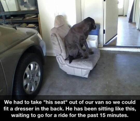 dogs in cars memes - We had to take "his seat" out of our van so we could fit a dresser in the back. He has been sitting this, waiting to go for a ride for the past 15 minutes.