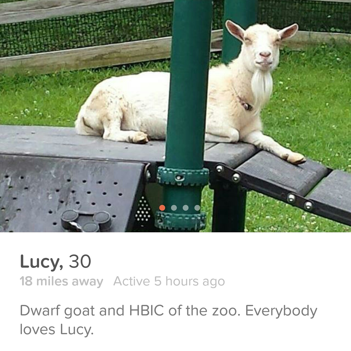 photo caption - Lucy, 30 18 miles away Active 5 hours ago Dwarf goat and Hbic of the zoo. Everybody loves Lucy.