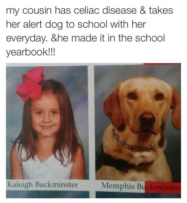 celiac disease memes - my cousin has celiac disease & takes her alert dog to school with her everyday. She made it in the school yearbook!!! Kaleigh Buckminster Memphis Buckminste