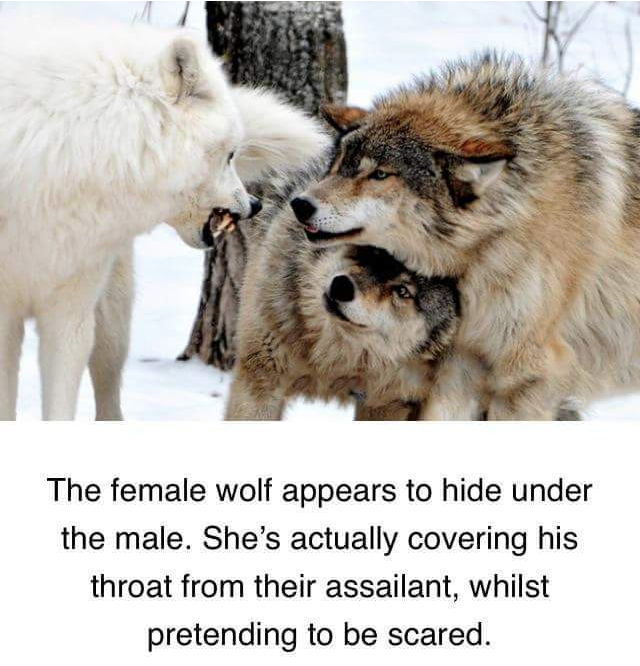 female wolf hides under male - The female wolf appears to hide under the male. She's actually covering his throat from their assailant, whilst pretending to be scared.