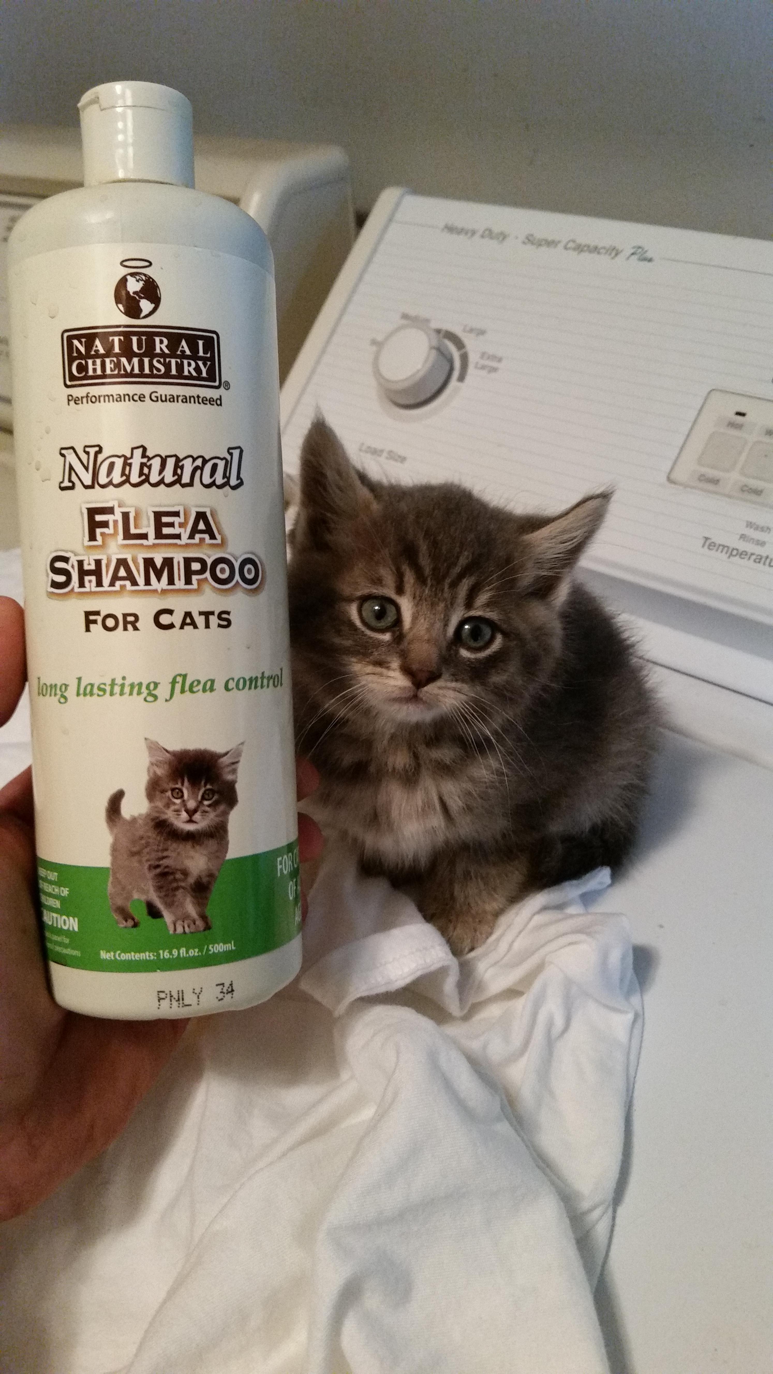 Flea - Natural Chemistry Natural Flea Shampoo For Cats On Ing lasting flea contri