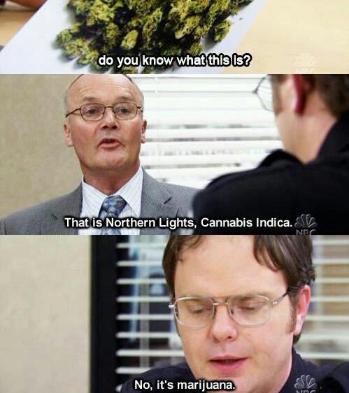 best office memes - do you know what this is? That is Northern Lights, Cannabis Indica. V Nrc No, it's marijuana.