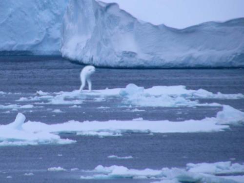 This very large unknown creature was sighted by Japanese fishermen at the Antarctic. There are other reports of sighting this animal-like humanoid - but according to them it had arms AND legs.