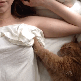 cat boobs gif - giffer
