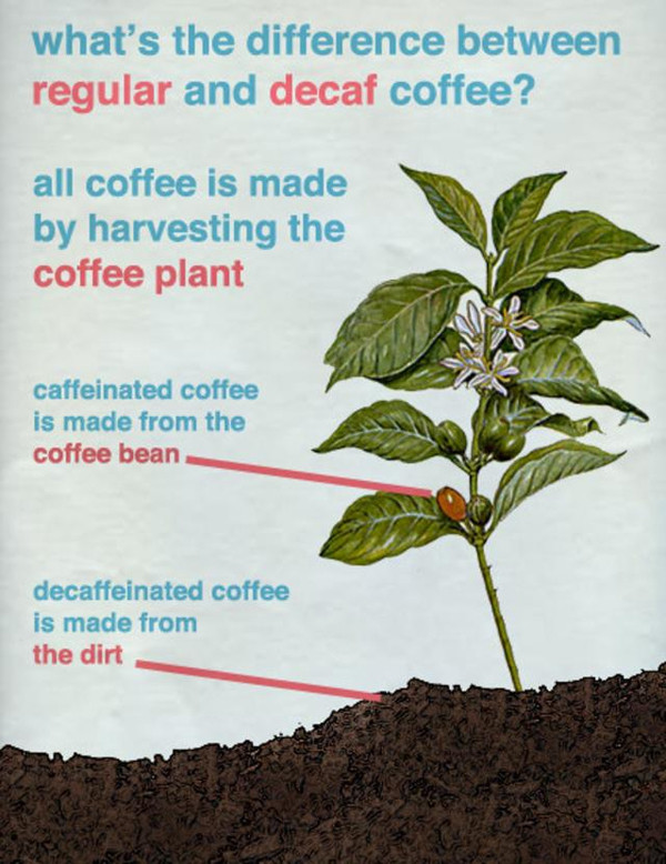 random pic decaf coffee made - what's the difference between regular and decaf coffee? all coffee is made by harvesting the coffee plant caffeinated coffee is made from the coffee bean decaffeinated coffee is made from the dirt