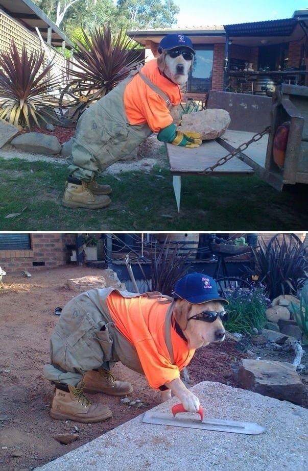 random pic construction worker dog -