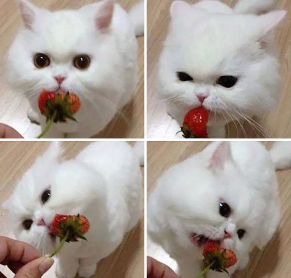 random pic cat eating berries
