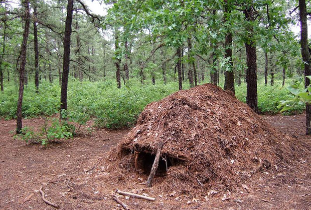 Trying too hard to follow a survival scenario might actually be a bad 

idea. Spending energy to build shelter instead of actually searching 

for help or finding food that can turn out to be poisonous can be 

more dangerous than a wild beast.
