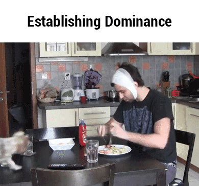 establish dominance - Establishing Dominance