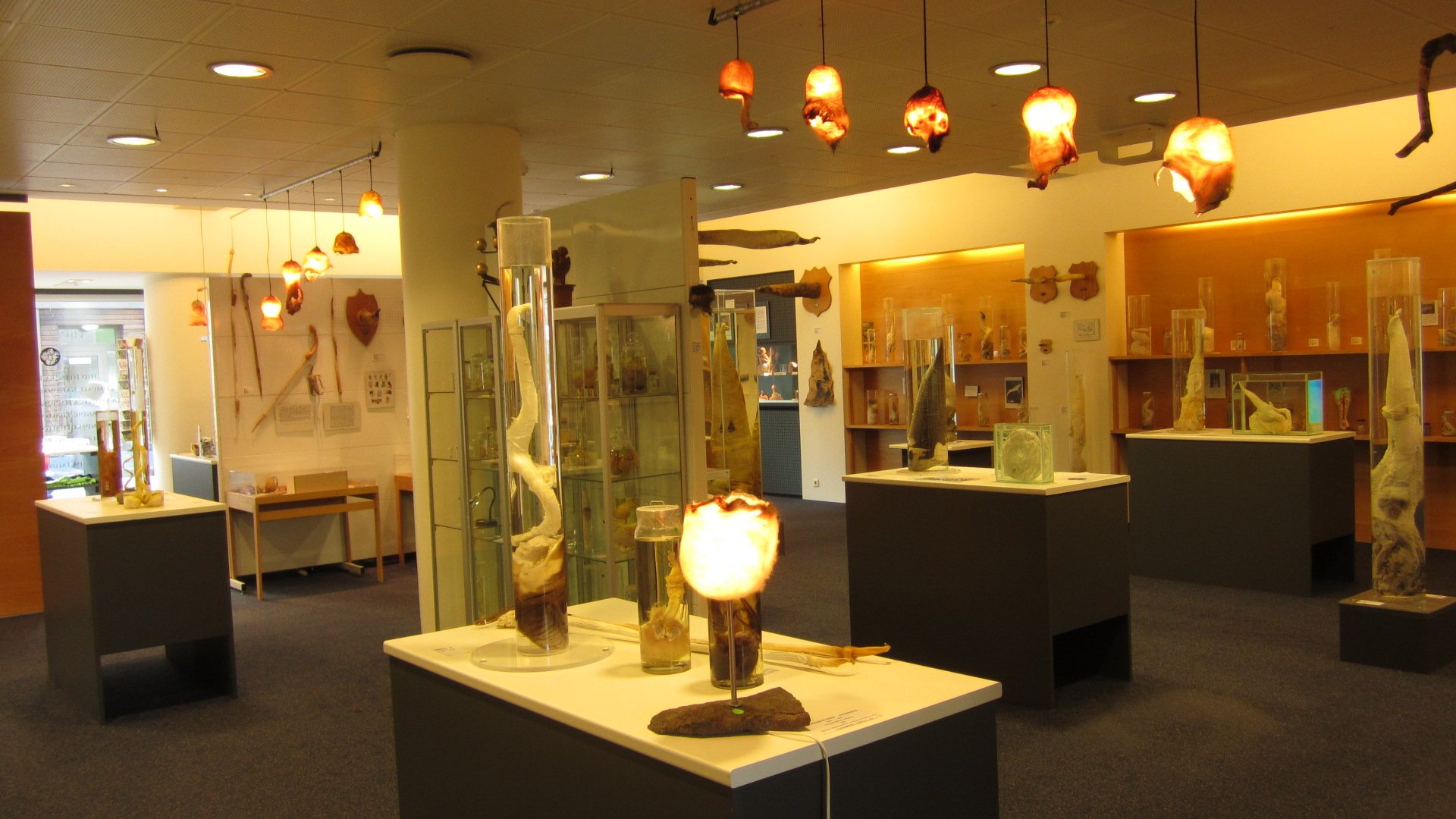Icelandic Phallological Museum is home to more than 215 individual sex organs from various creatures that live on both the land and in the sea.