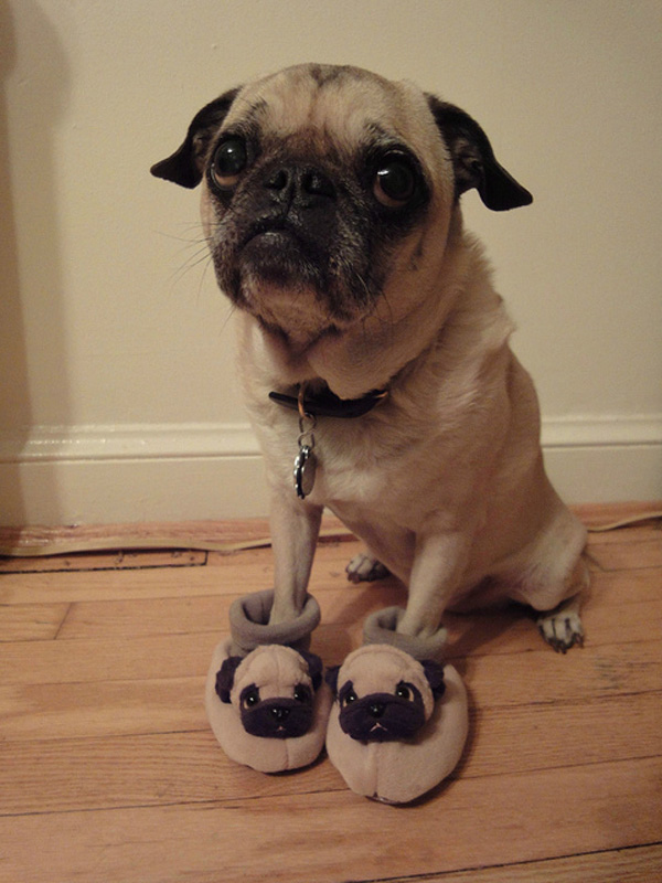 pug wearing pug slippers