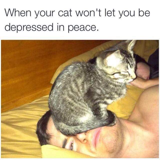 tweet - cat meme - When your cat won't let you be depressed in peace.