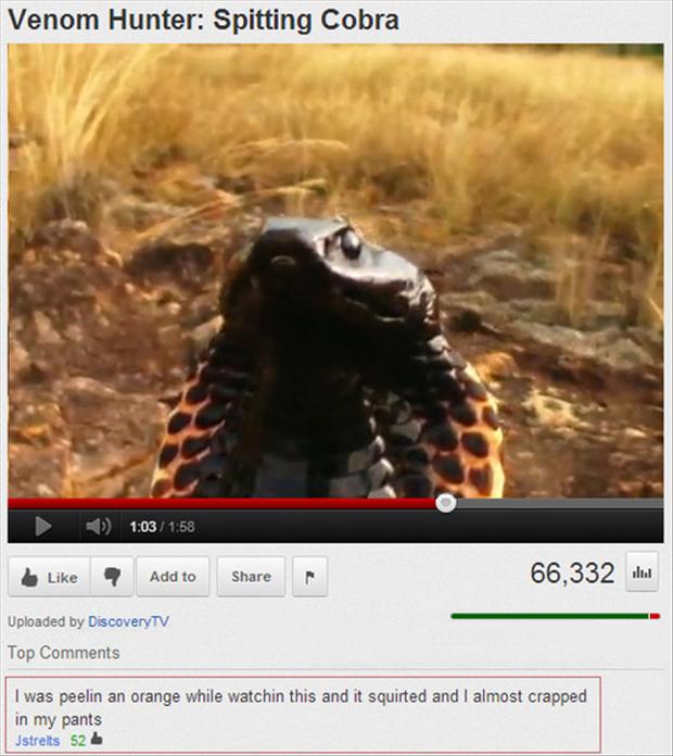 youtube smartest comment ever youtube - Venom Hunter Spitting Cobra 58 Add to 66,332 ... Uploaded by DiscoveryTV Top I was peelin an orange while watchin this and it squirted and I almost crapped in my pants Jstreits 52