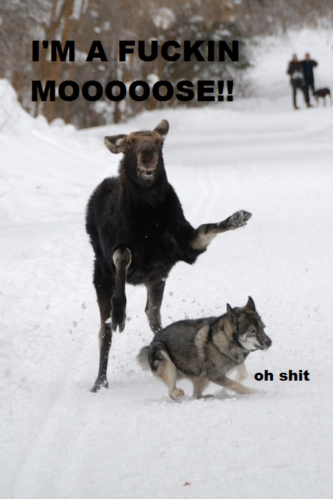 im a fuckin moose meme - I'M A Fuckin Mooooose!! oh shit