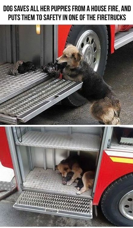 dog saves puppies from house fire - Dog Saves All Her Puppies From A House Fire, And Puts Them To Safety In One Of The Firetrucks