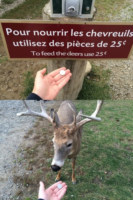 feed the deers use 25 cents