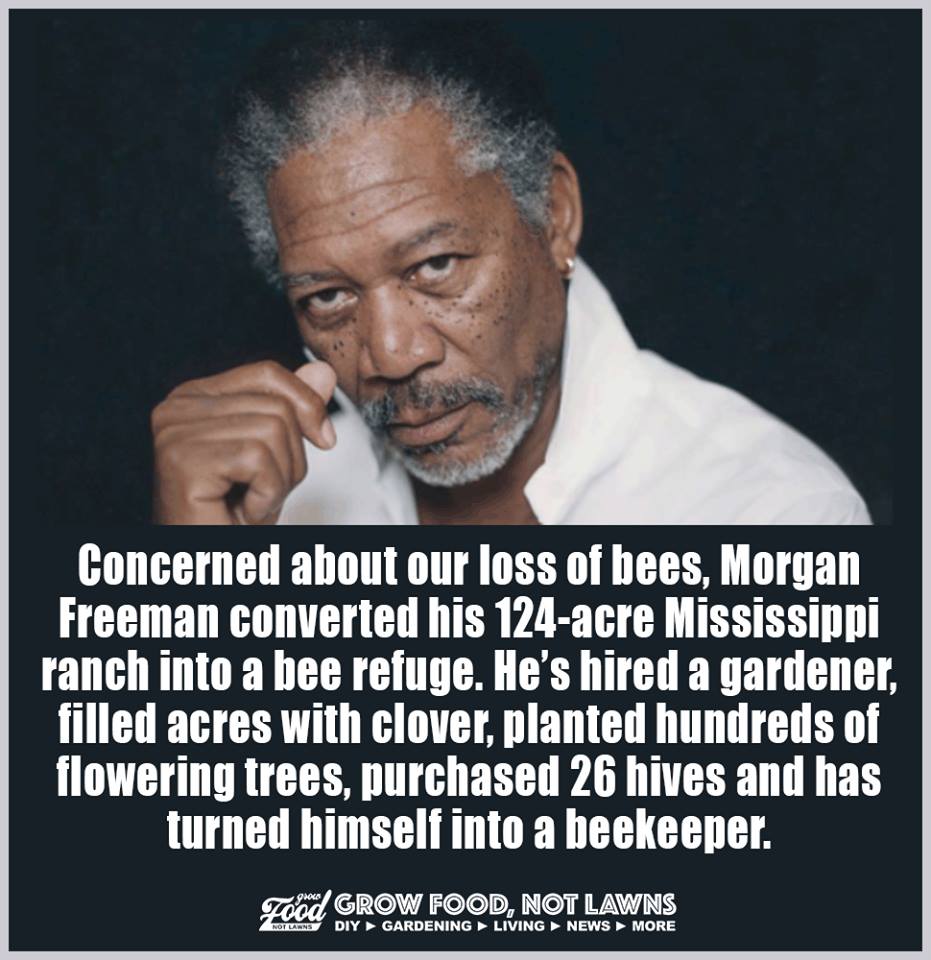 safety - Concerned about our loss of bees, Morgan Freeman converted his 124acre Mississippi ranch into a bee refuge. He's hired a gardener, filled acres with clover, planted hundreds of flowering trees, purchased 26 hives and has turned himself into a bee
