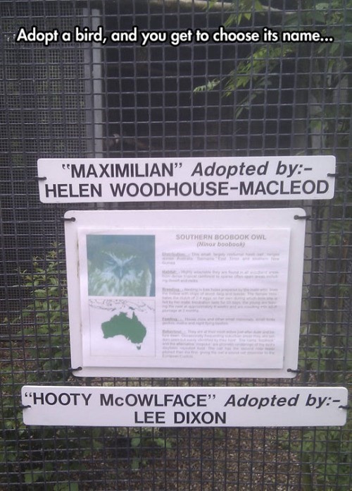 funny owl name - Adopt a bird, and you get to choose its name... "Maximilian Adopted by Helen WoodhouseMacleod Southern Boobook Owl Ninox bootoak "Hooty Mowlface Adopted by Lee Dixon