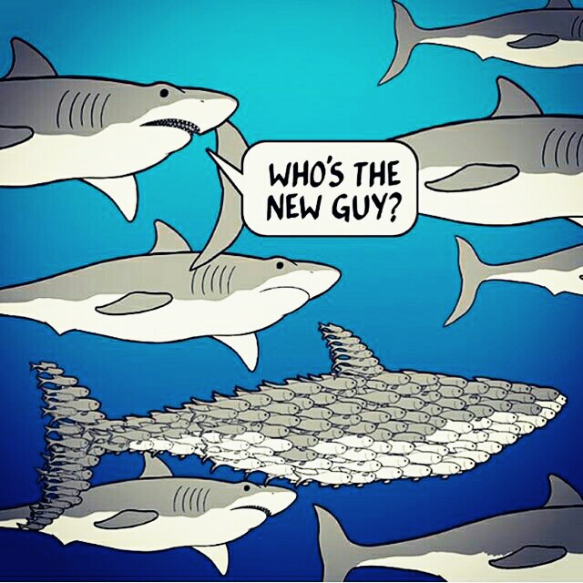 shark who's the new guy - Who'S The New Guy?