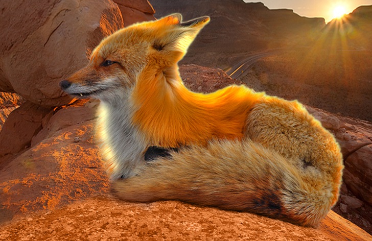 fox loaf