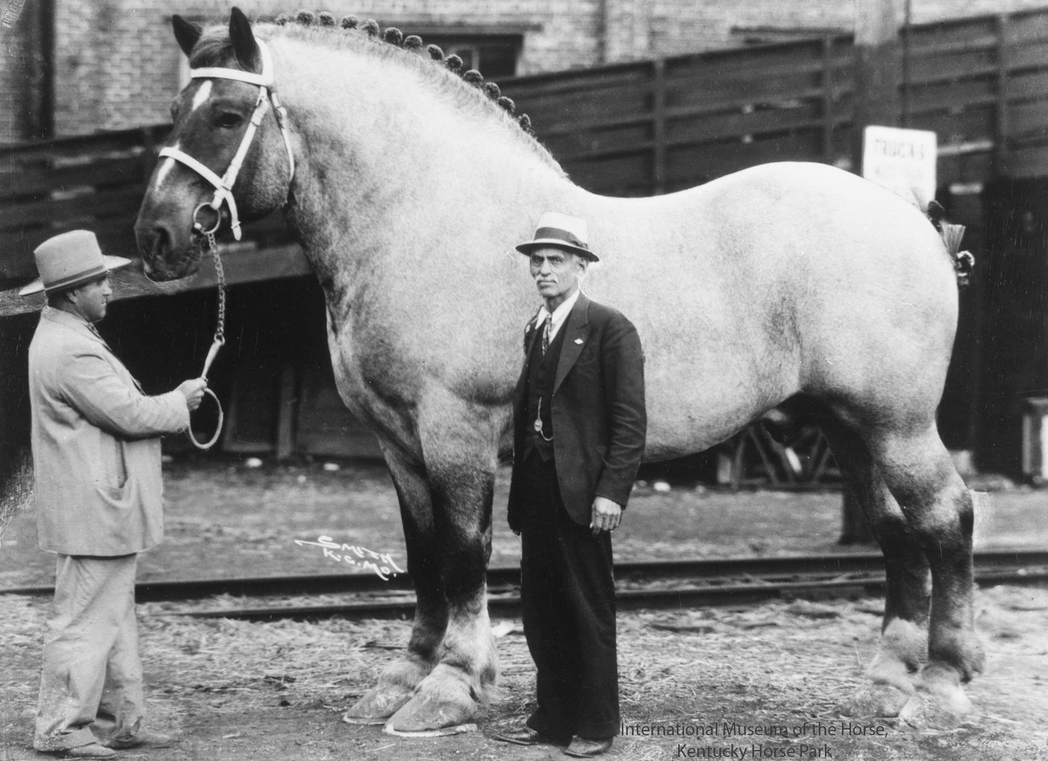 Brooklyn Supreme, one huge horse.