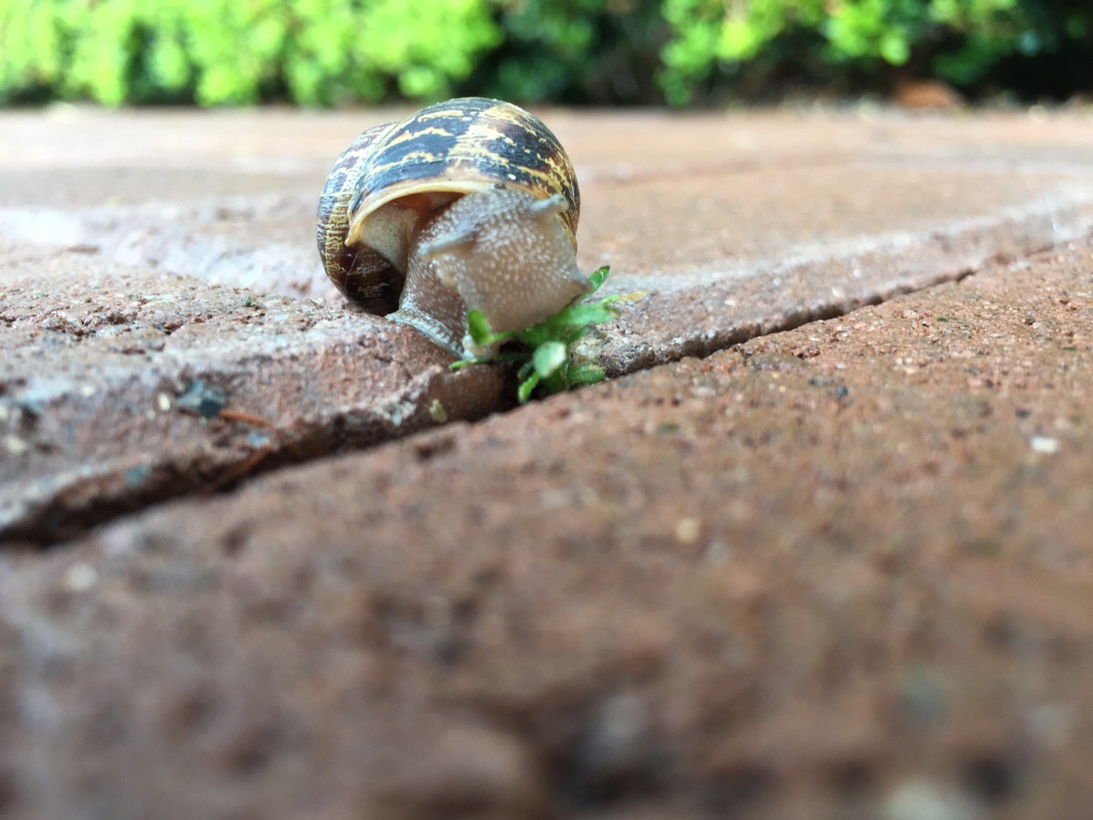 A snail eating.