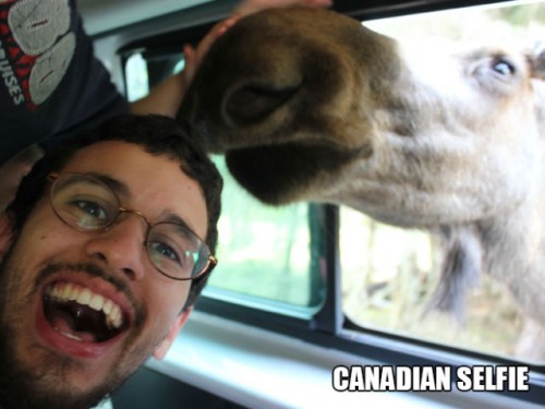 moose selfie - Uises Canadian Selfie