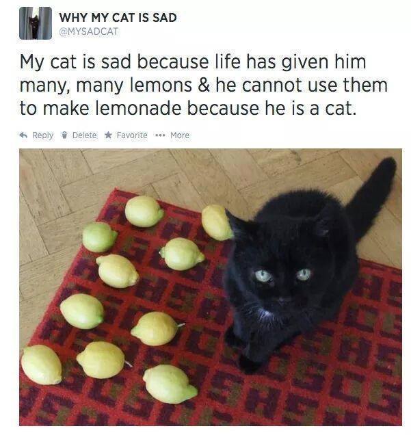 my cat is sad lemons - Why My Cat Is Sad My cat is sad because life has given him many, many lemons & he cannot use them to make lemonade because he is a cat. 6 Delete Favorite ... More