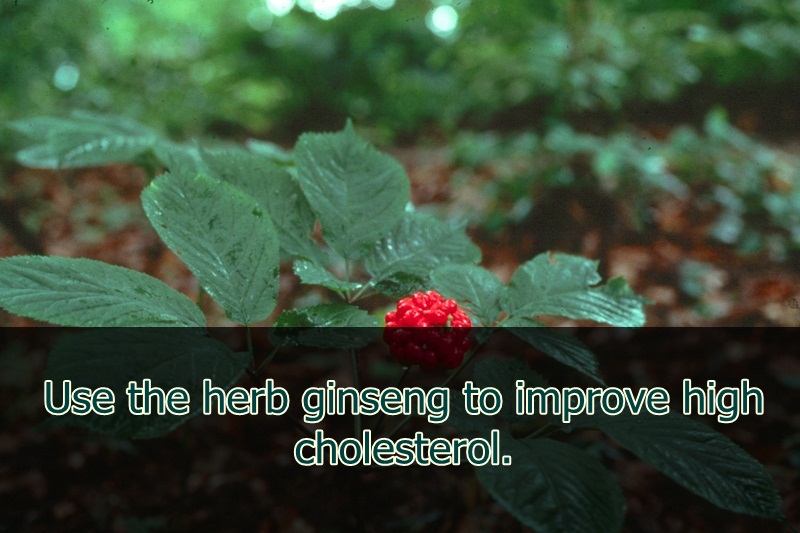 Use the herb ginseng to improve high cholesterol.