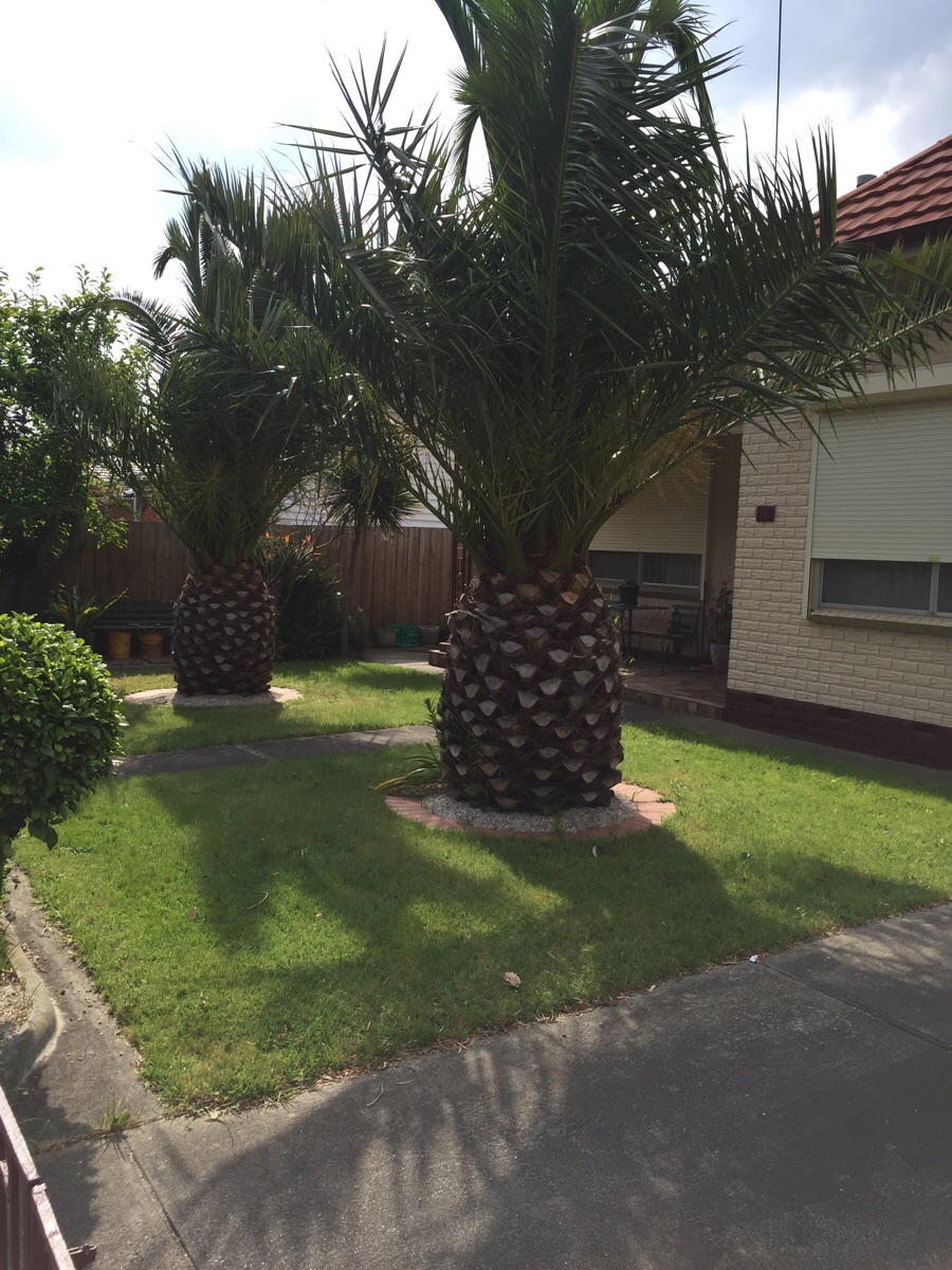 These trees look like giant pineapples.