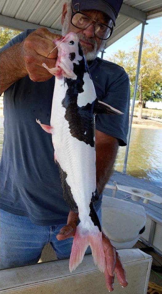 Fish, that looks like a cow, caught in Oklahoma.