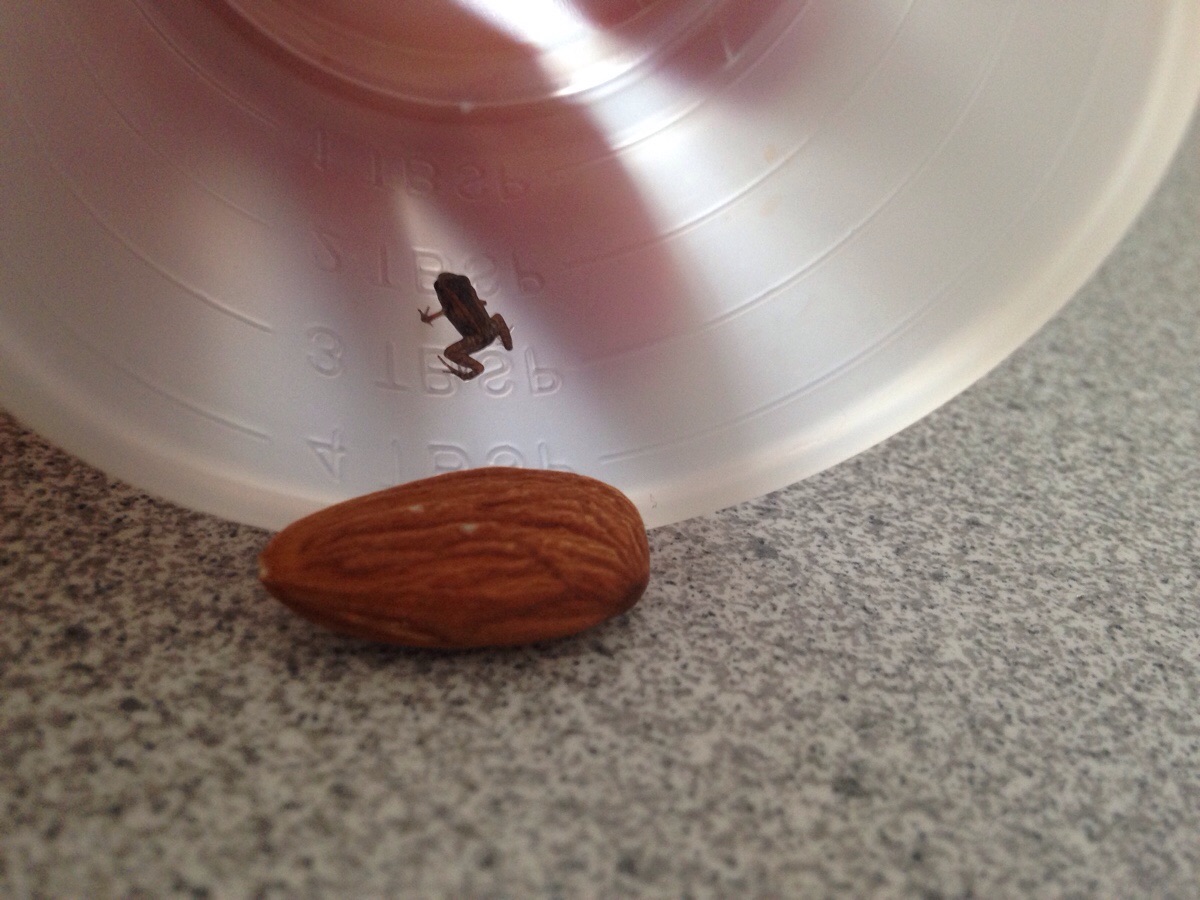This frog is smaller than an almond.