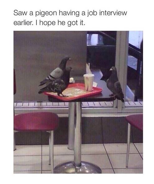 pigeon job interview - Saw a pigeon having a job interview earlier. I hope he got it.