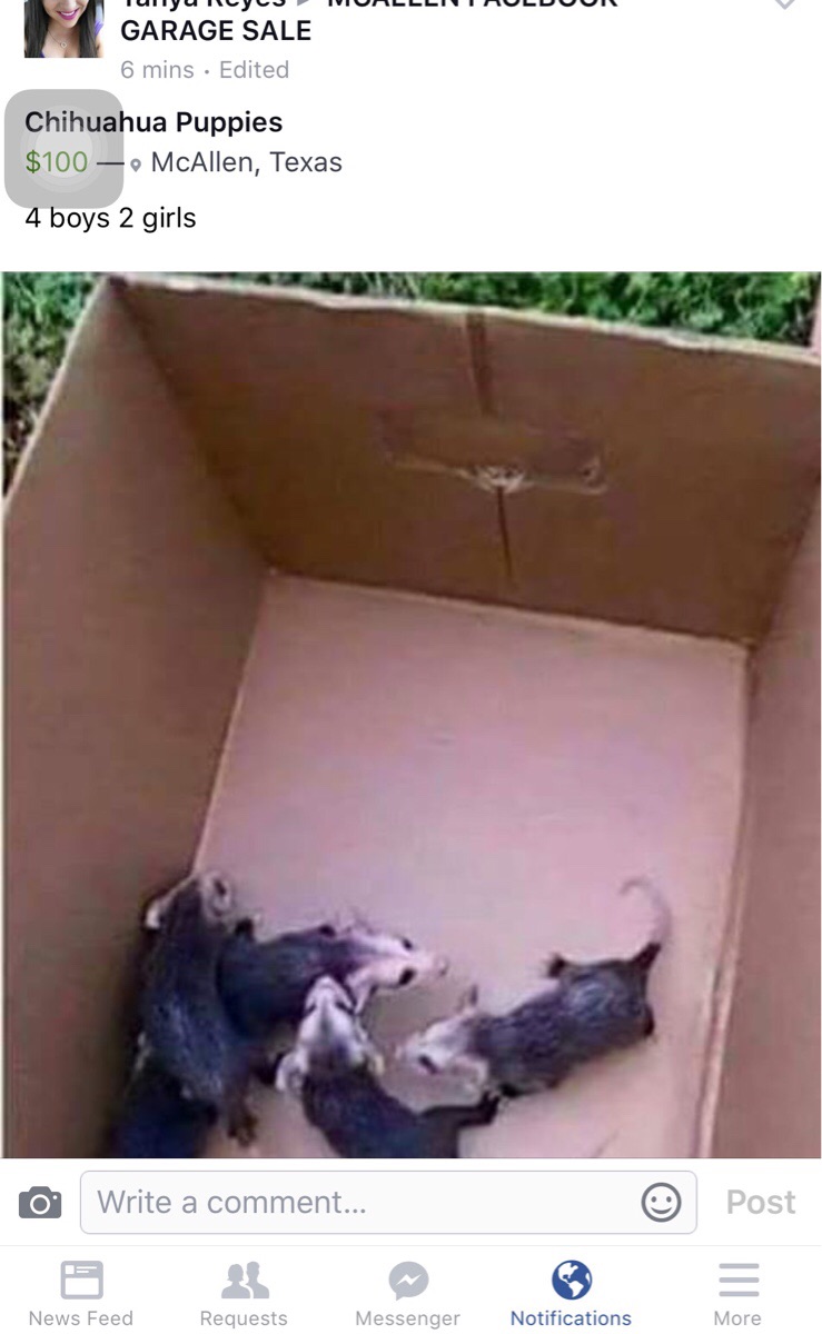 pet - Tuiiyulvljiviullliluluuu Garage Sale 6 mins Edited Chihuahua Puppies $100 McAllen, Texas 4 boys 2 girls o Write a comment... Post News Feed Requests Messenger Notifications More