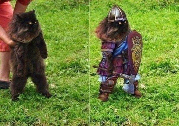 cat in medieval armor