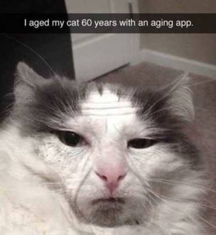 old cat meme - I aged my cat 60 years with an aging app.