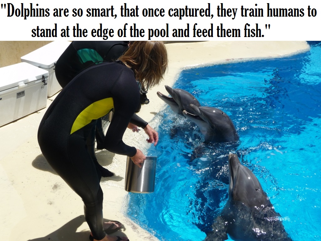 most intelligent life form - "Dolphins are so smart, that once captured, they train humans to stand at the edge of the pool and feed them fish."
