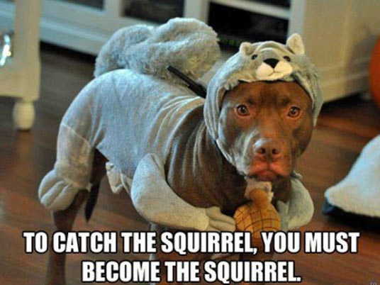 funny squirrel memes - To Catch The Squirrel, You Must Become The Squirrel.